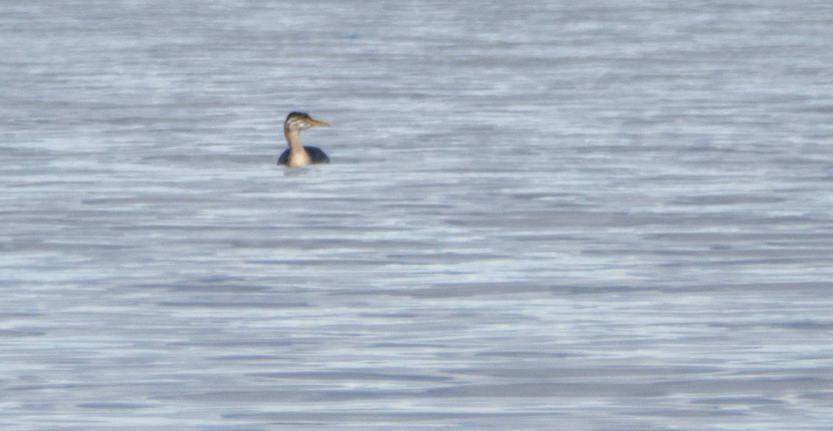 Red-necked Grebe - ML610114331