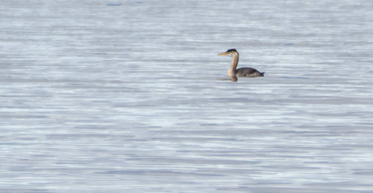 Red-necked Grebe - ML610114332