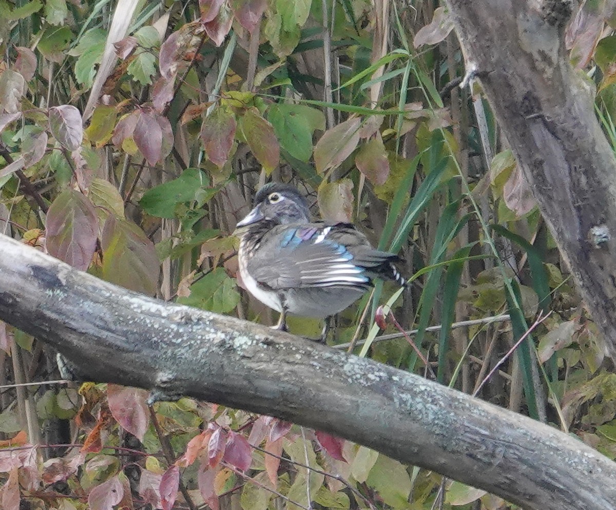 Wood Duck - ML610114368