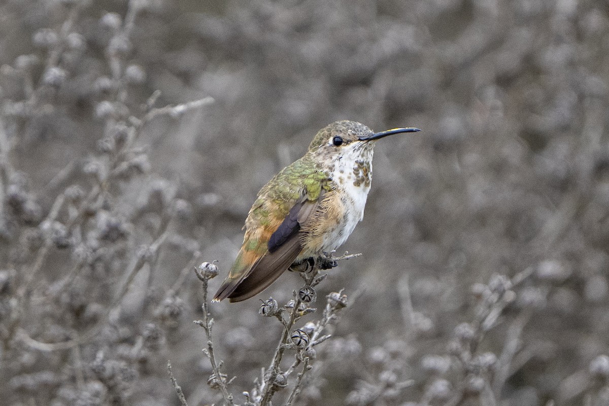 Colibrí de Allen - ML610114577