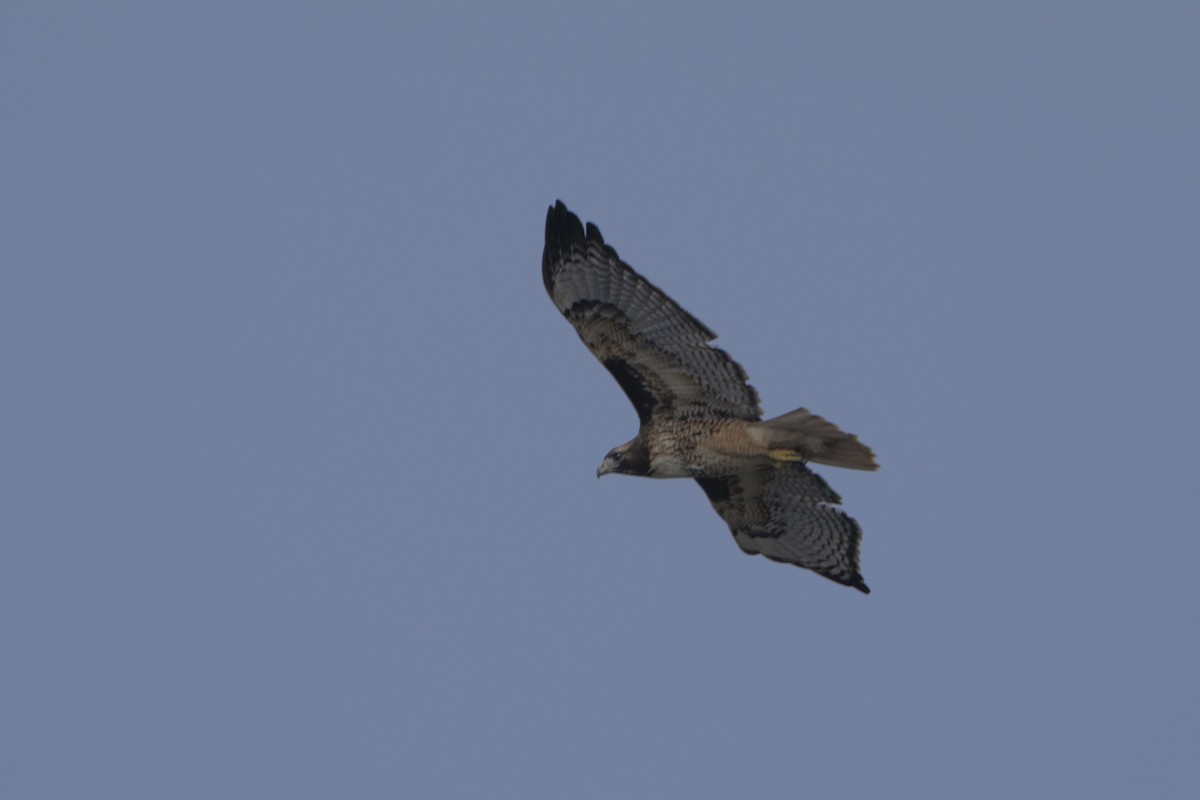 Red-tailed Hawk - ML610114668