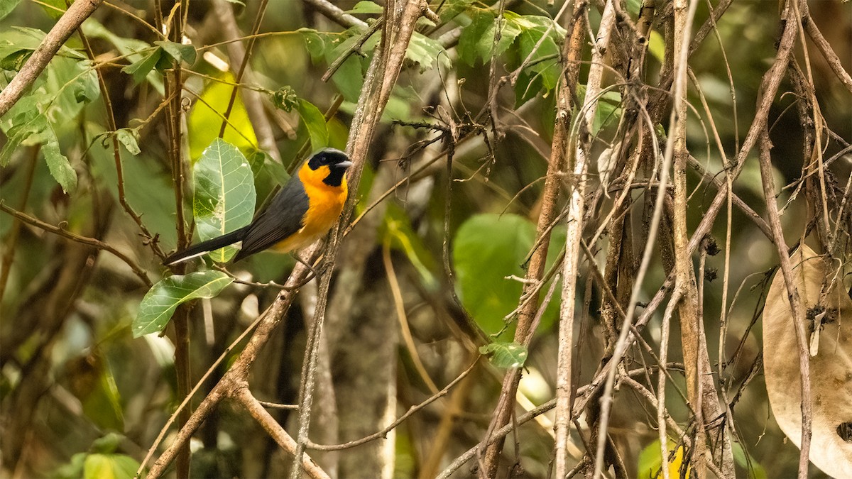 Black-faced Monarch - ML610114670