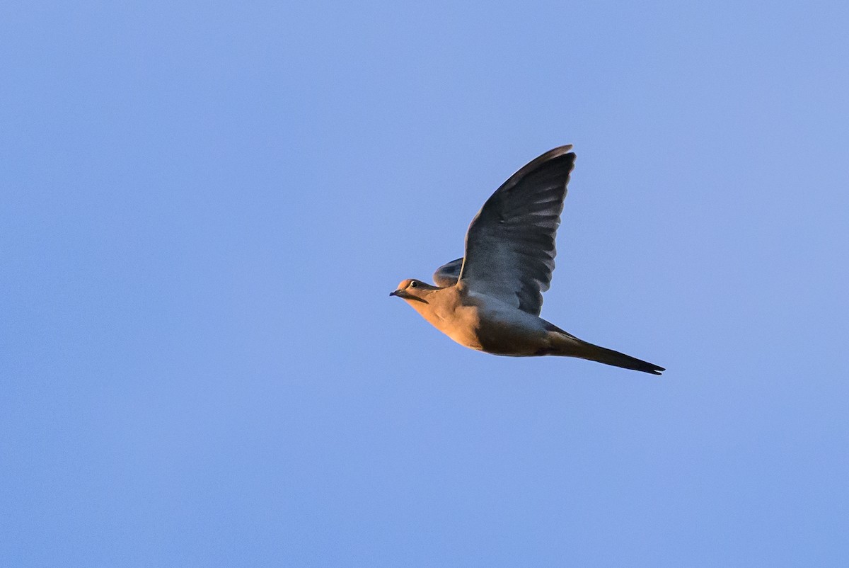 Mourning Dove - ML610114699