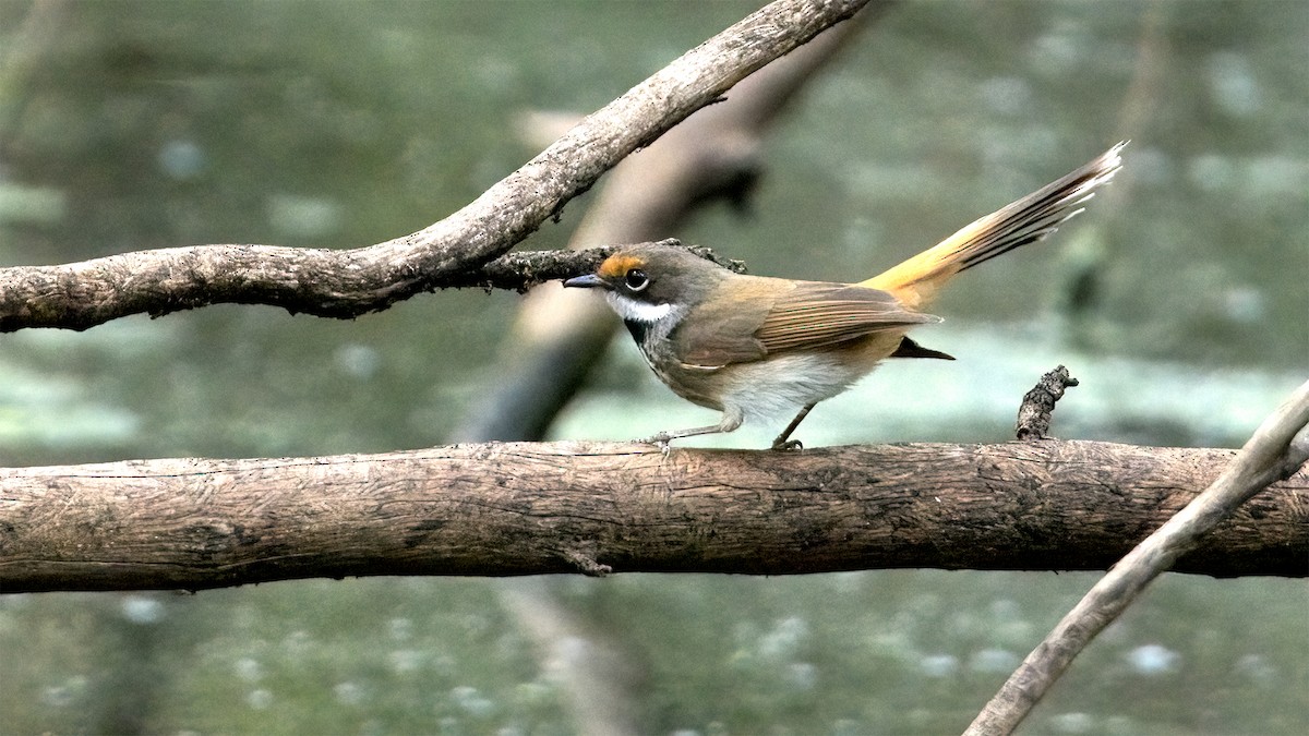 Australian Rufous Fantail - ML610114721