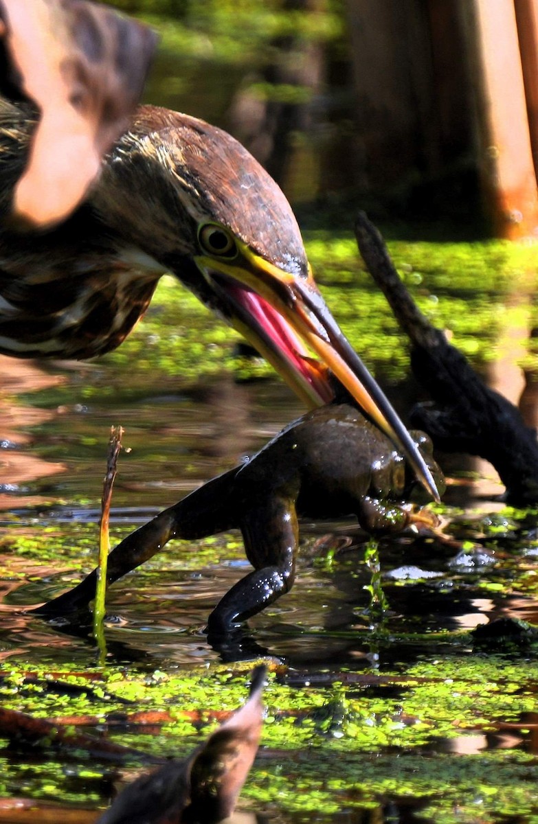 American Bittern - ML610114770