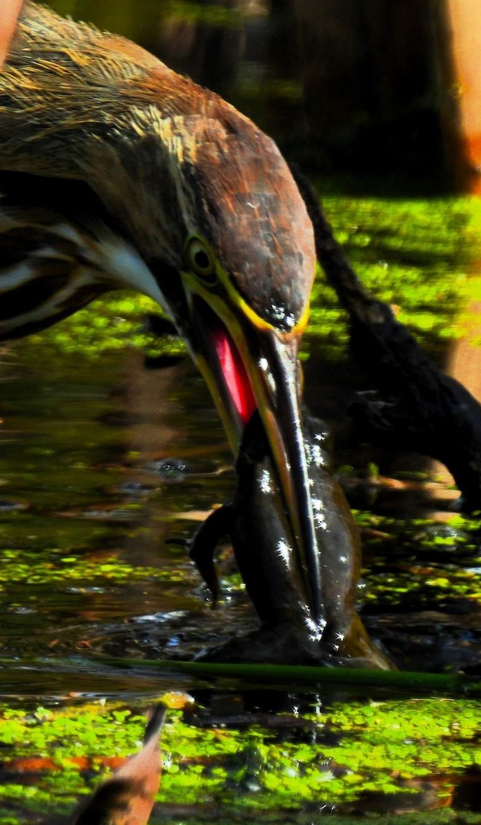 American Bittern - ML610114771