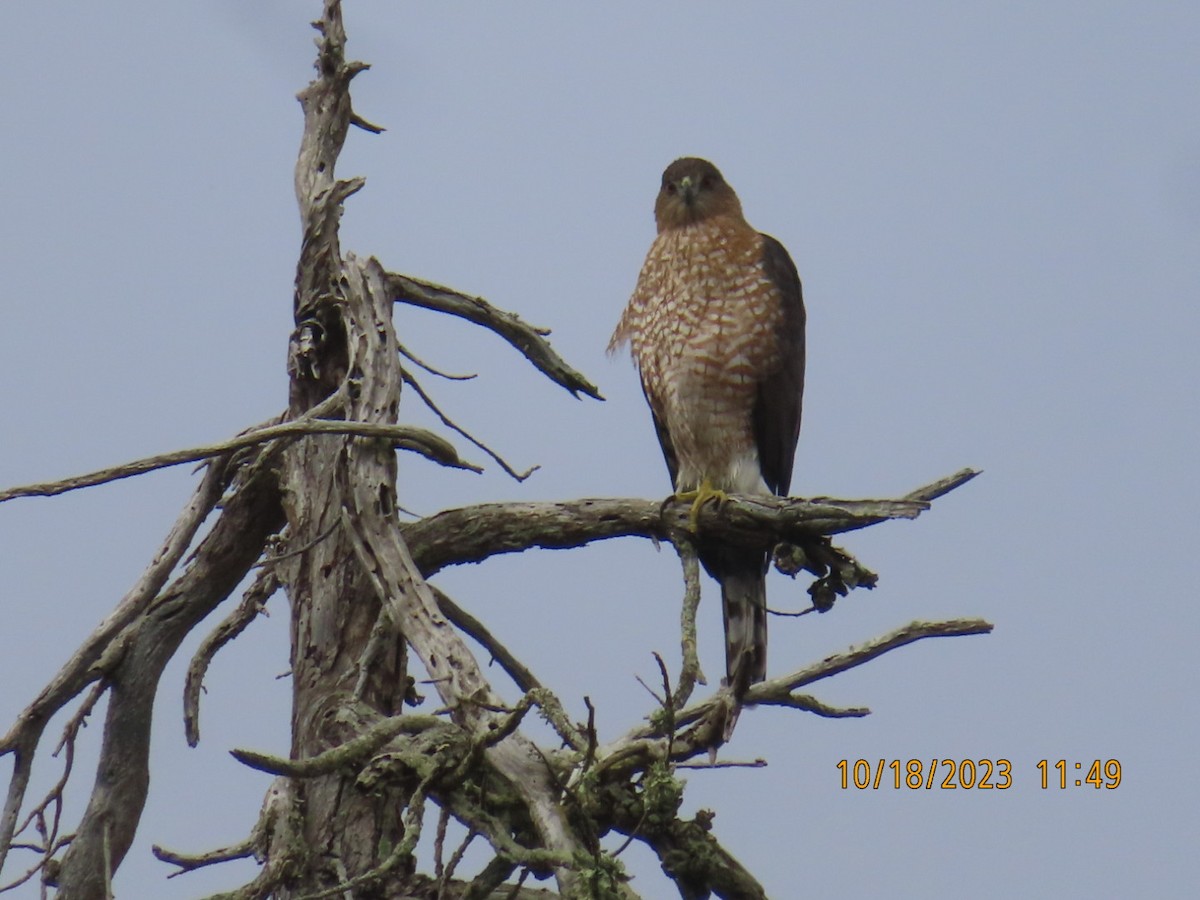 Cooper's Hawk - ML610114783