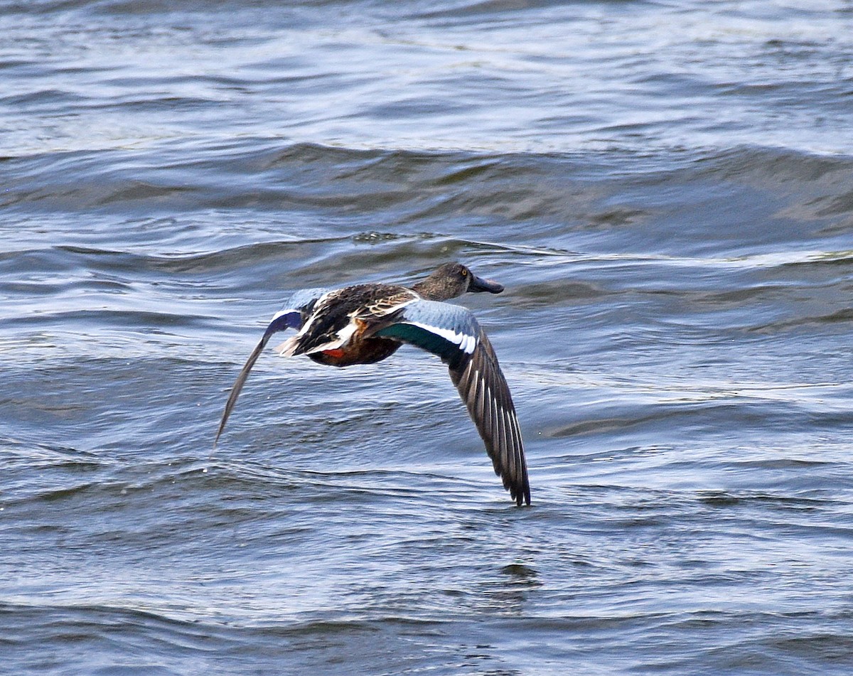 Northern Shoveler - ML610114835