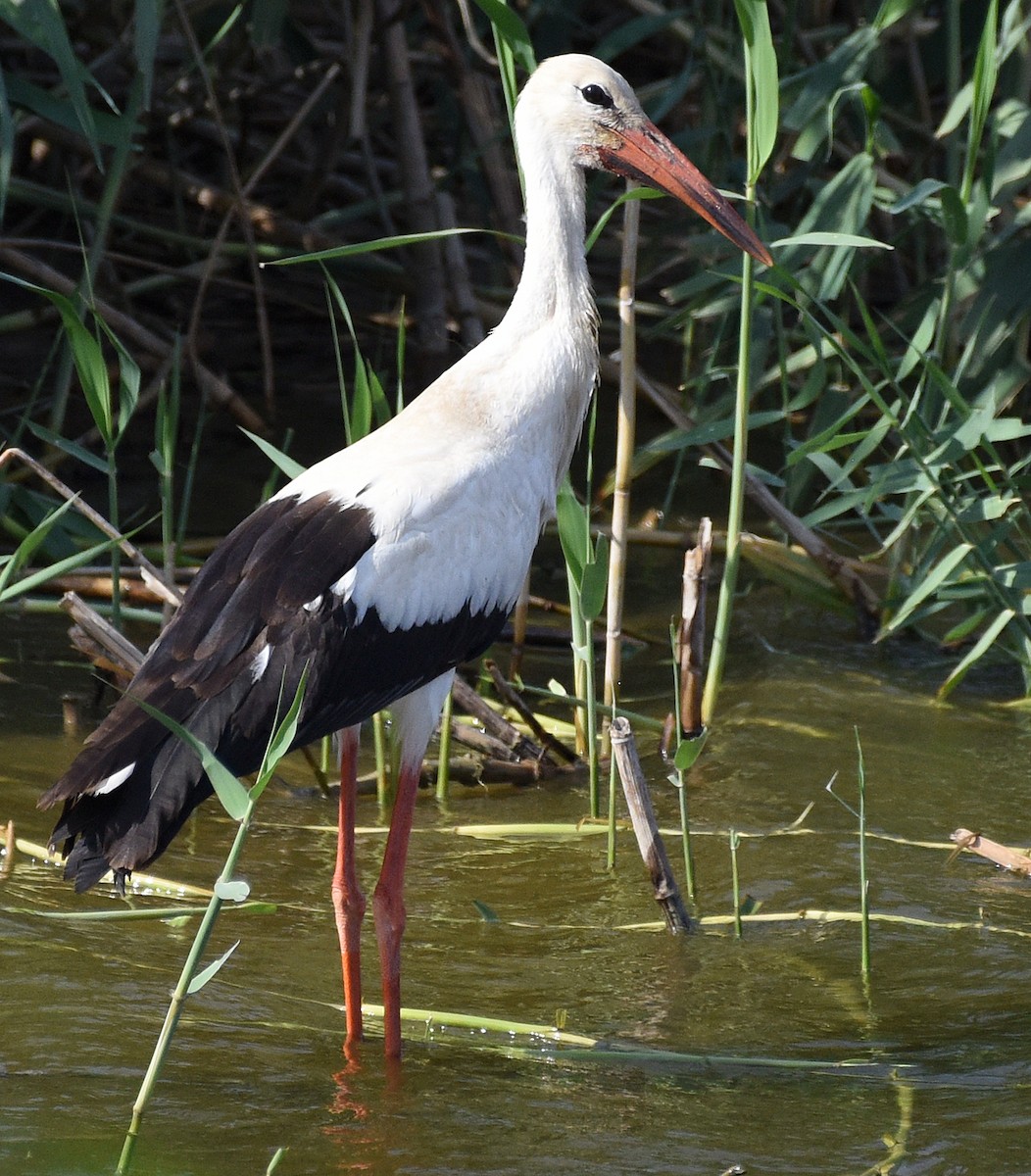 White Stork - ML610114839