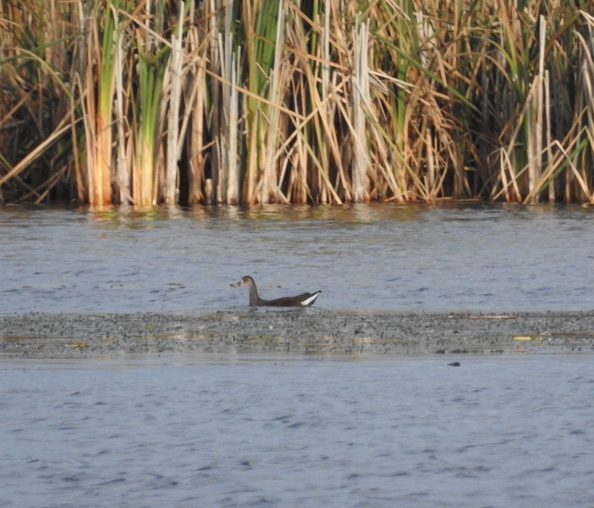 Common Gallinule - Andy McGivern