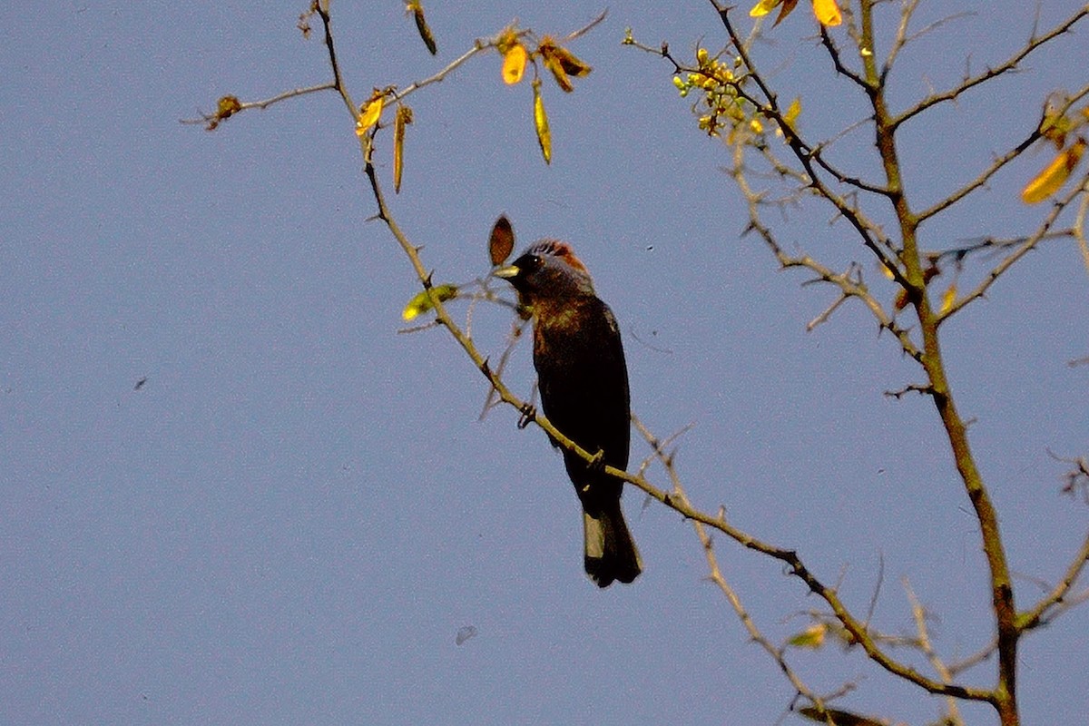 Varied Bunting - ML610114901