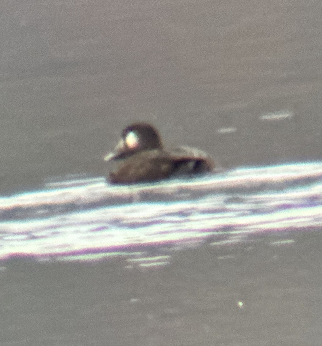 White-winged Scoter - ML610114914