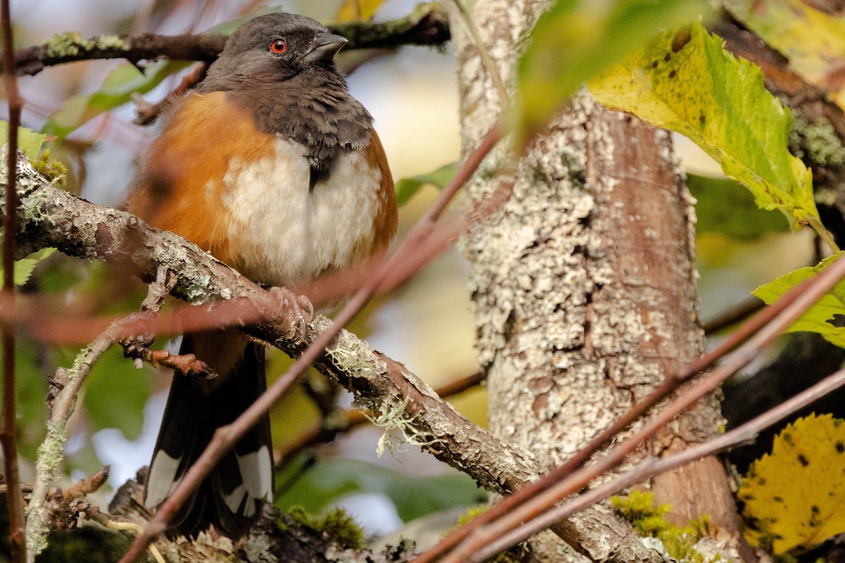 Spotted Towhee - ML610114924