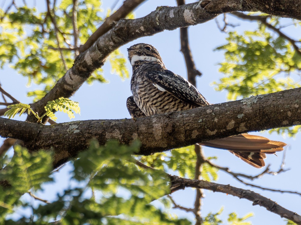 Common Nighthawk - ML610114926