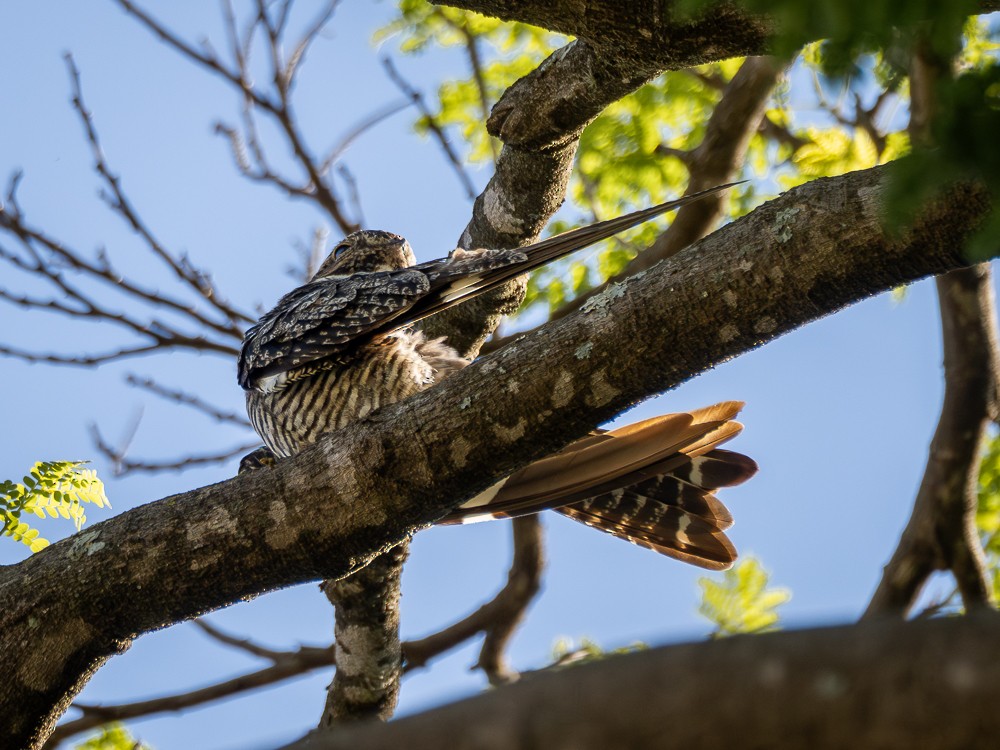 Common Nighthawk - ML610114927