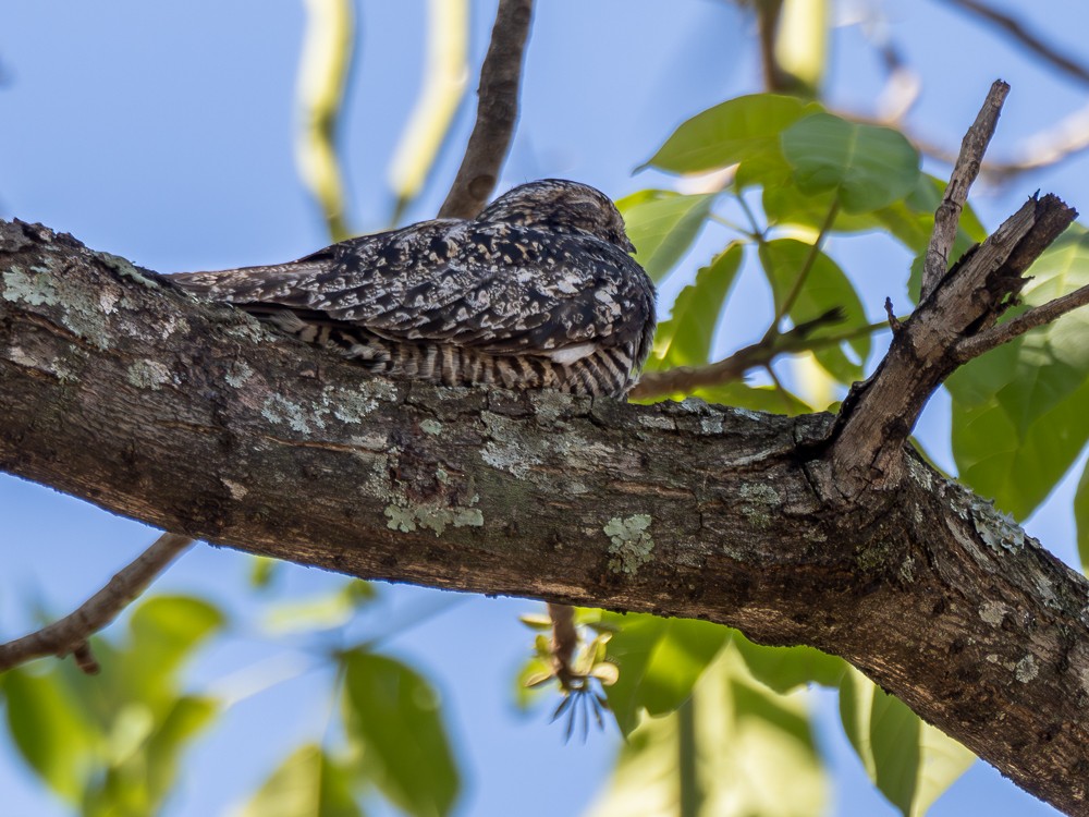 Common Nighthawk - ML610114928