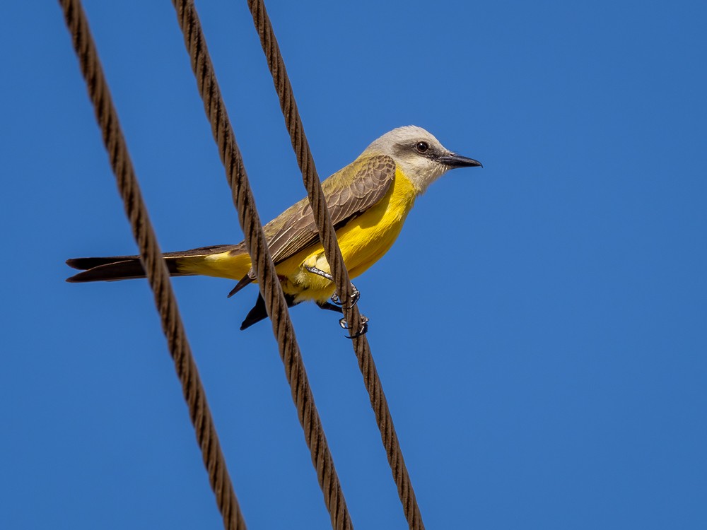 White-throated Kingbird - ML610114936