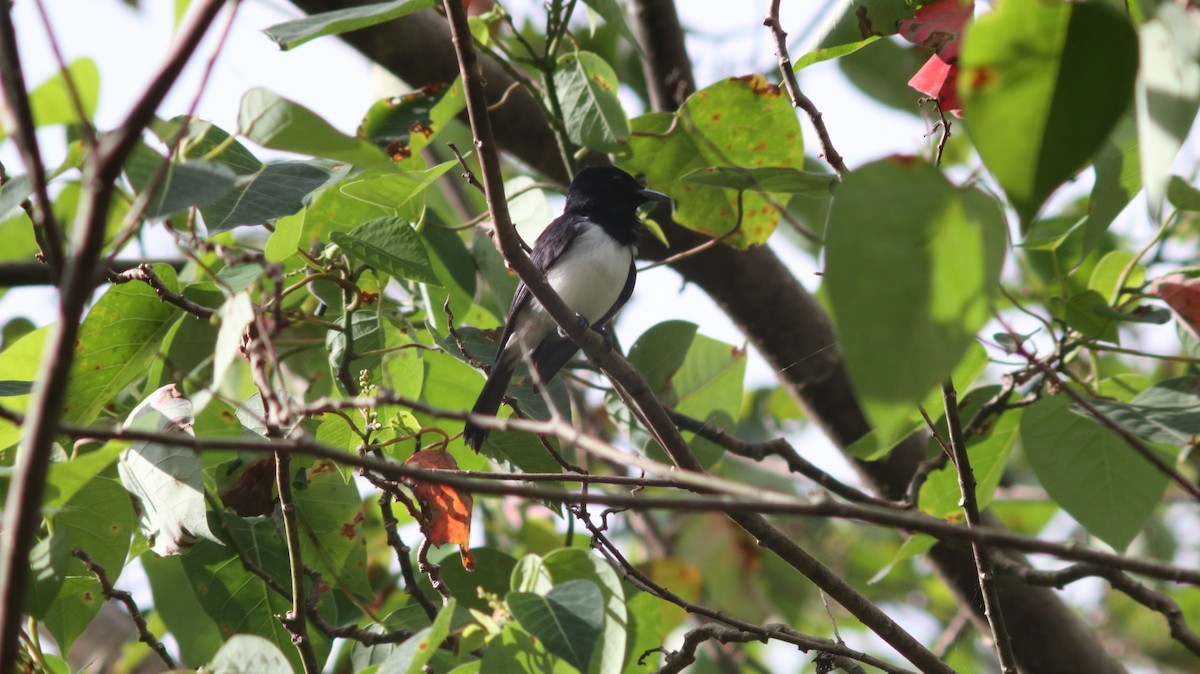 Steel-blue Flycatcher - Rafael LERCH