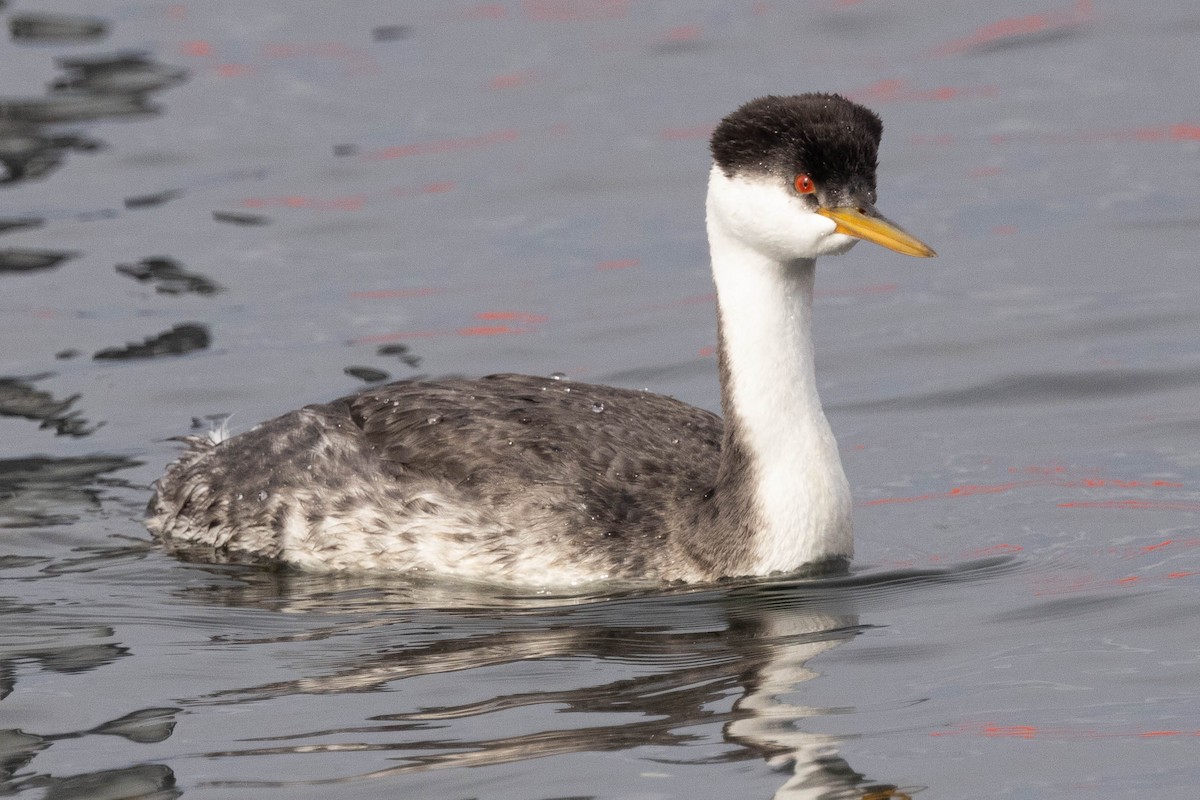 Western Grebe - Bo Hopkins