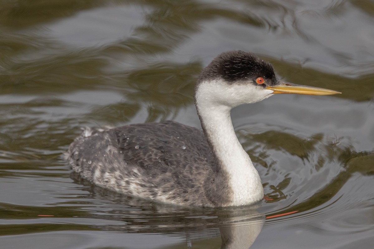 Western Grebe - Bo Hopkins