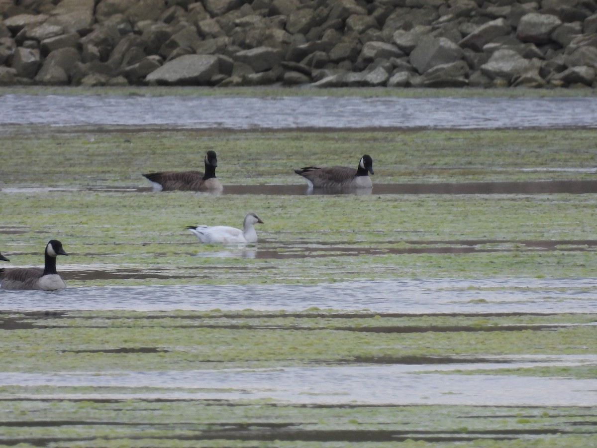 Ross's Goose - Valerie Klumper