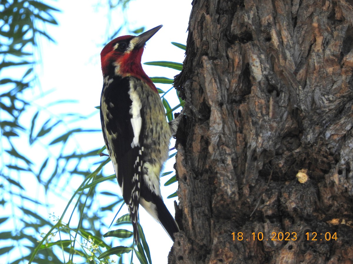 Red-naped x Red-breasted Sapsucker (hybrid) - Peter Ginsburg