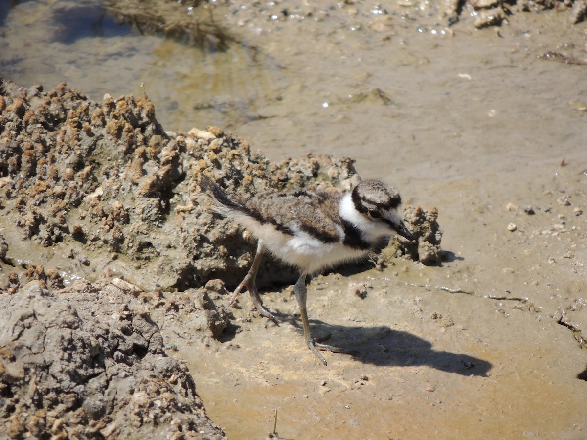 Killdeer - ML610115029