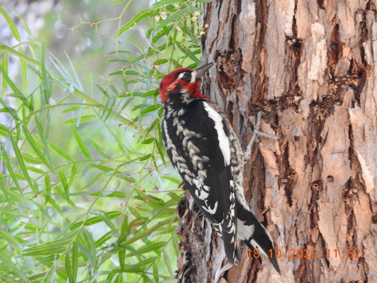 Red-naped x Red-breasted Sapsucker (hybrid) - Peter Ginsburg