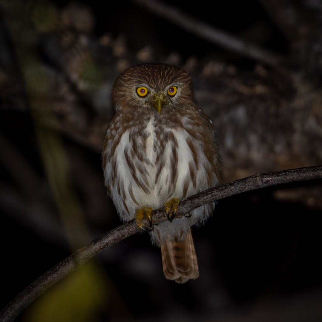 Ferruginous Pygmy-Owl - Caio Osoegawa