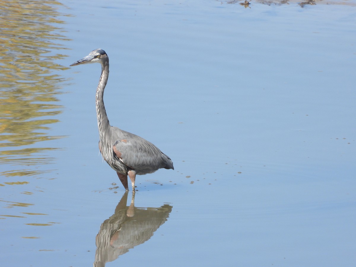 Great Blue Heron - Glenn Pearson