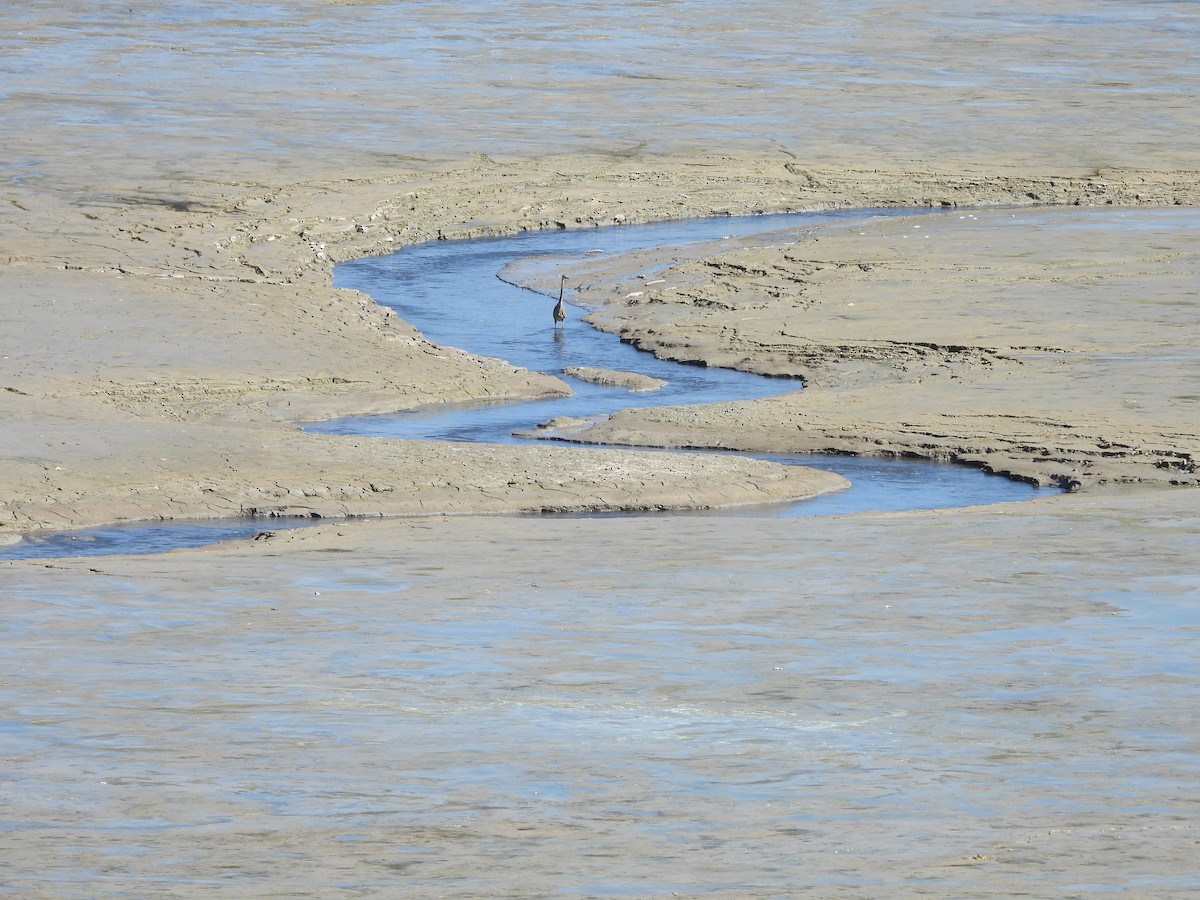Great Blue Heron - ML610115121