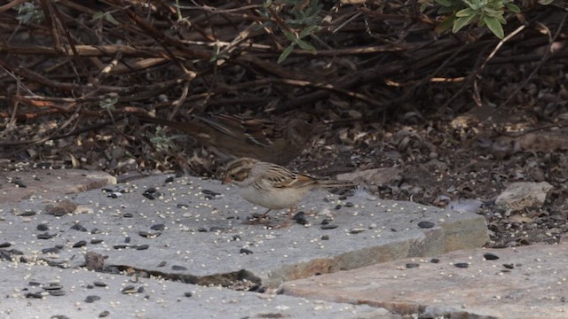 Clay-colored Sparrow - ML610115314
