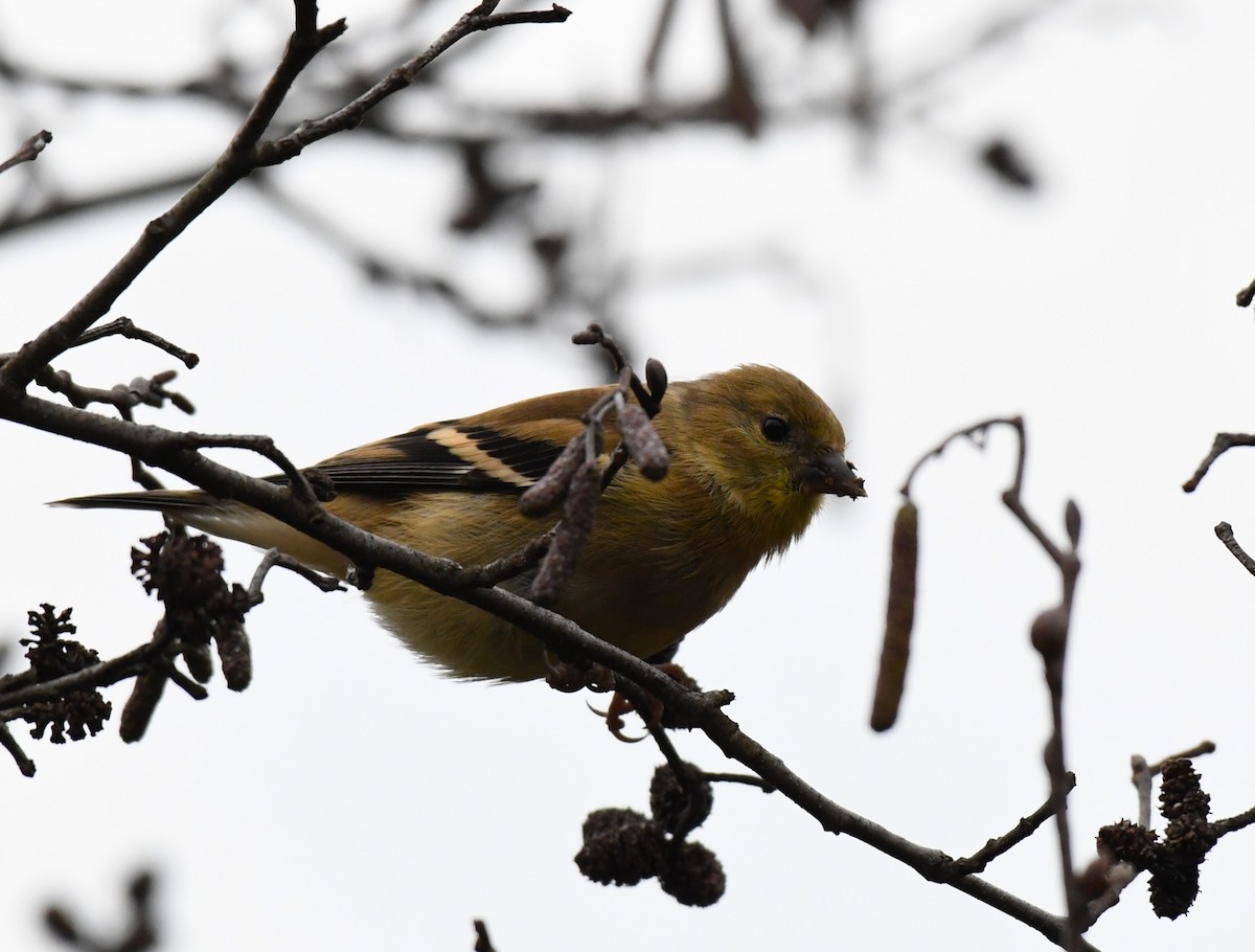 American Goldfinch - ML610115371