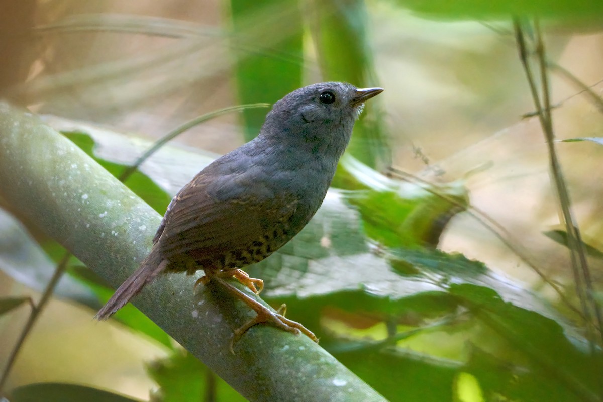 Planalto Tapaculo - ML610115421