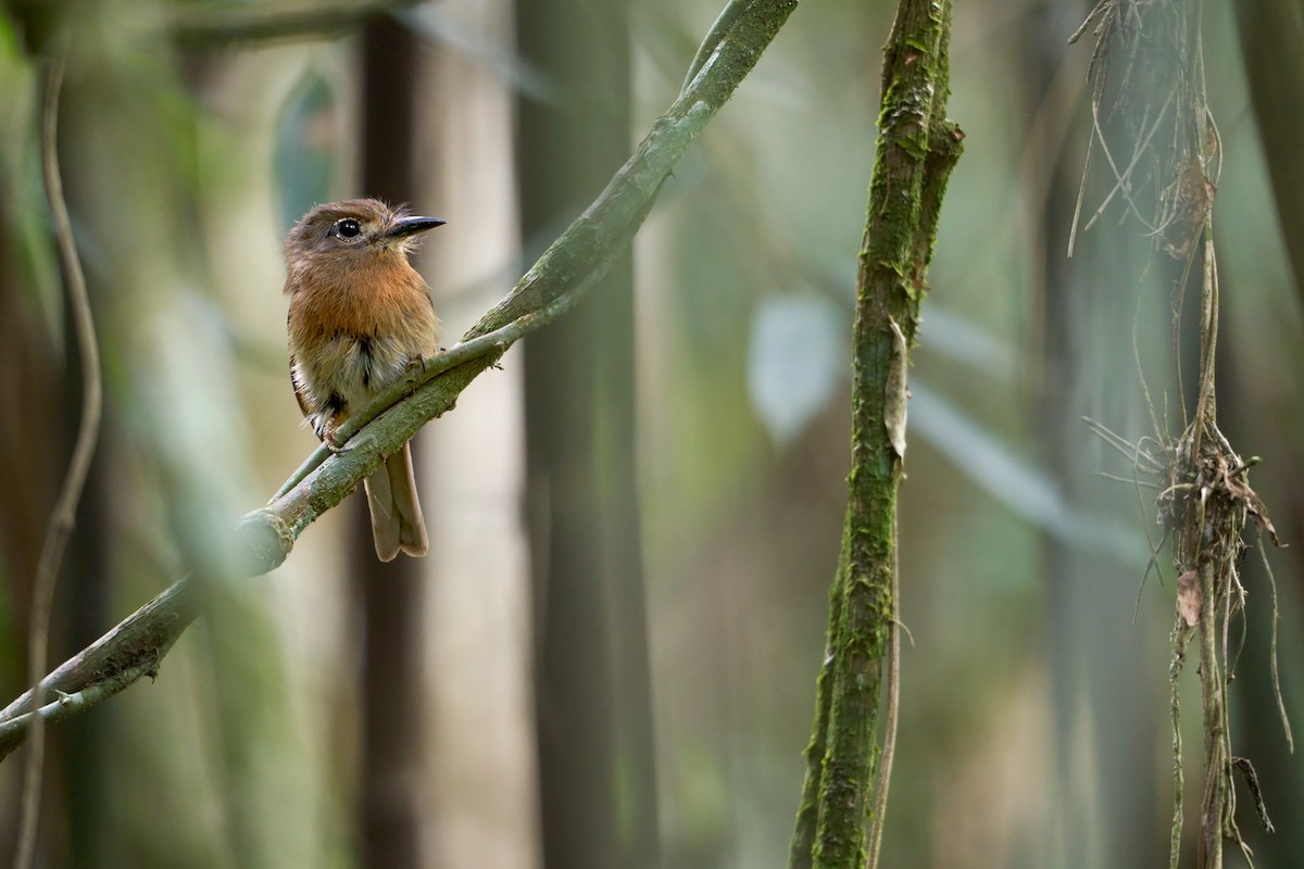 Zügelfaulvogel - ML610115433