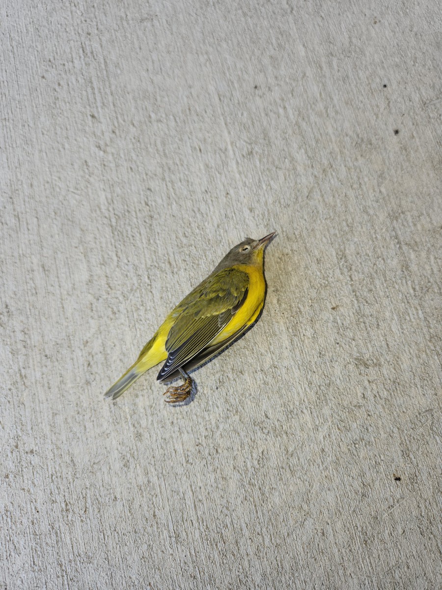 Nashville Warbler (ruficapilla) - ML610115457