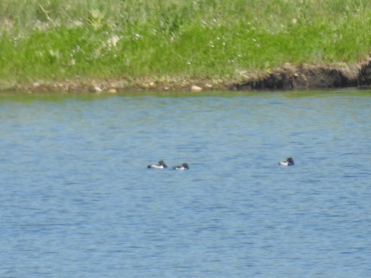 Ring-necked Duck - ML61011551