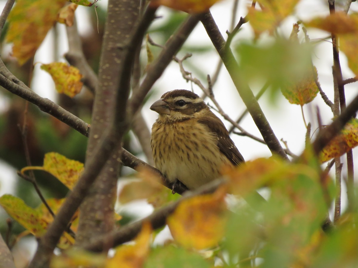 Rose-breasted Grosbeak - John Brattey