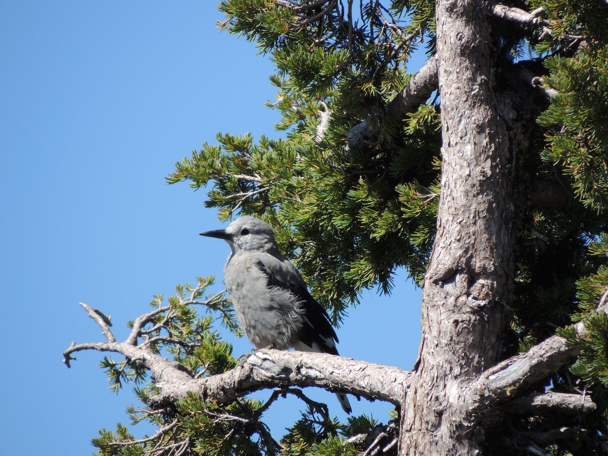 Clark's Nutcracker - ML610115611