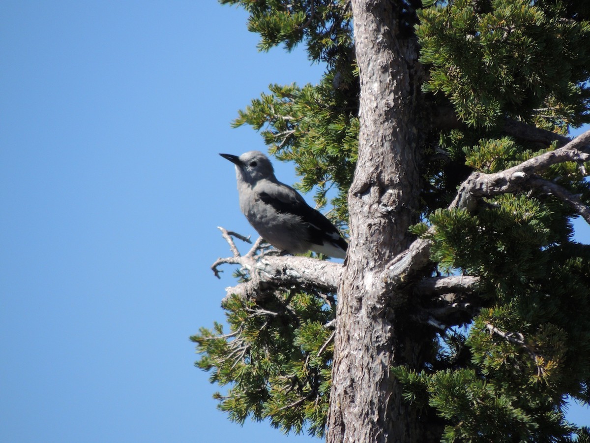 Clark's Nutcracker - ML610115612