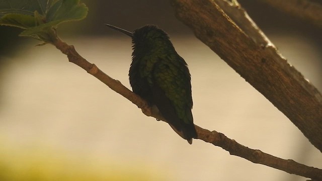 Western Emerald - ML610115624