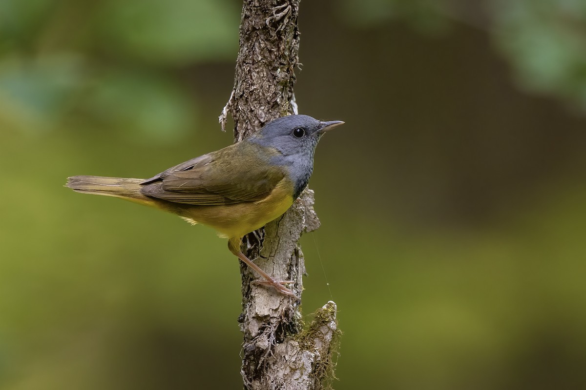 Graukopf-Waldsänger - ML610115667