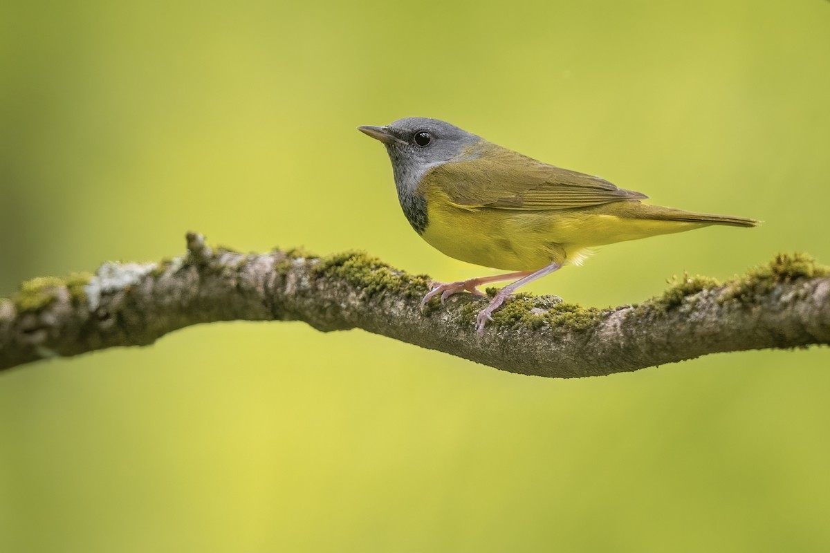 Mourning Warbler - ML610115668