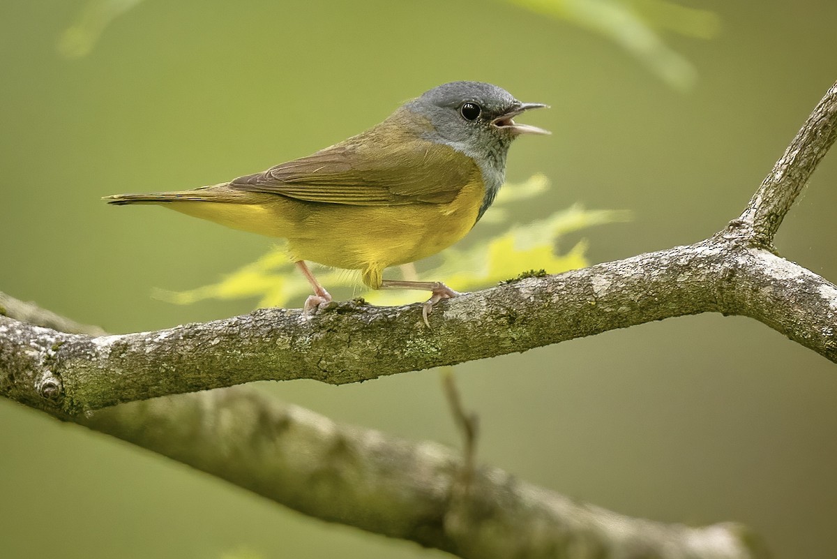 Graukopf-Waldsänger - ML610115669