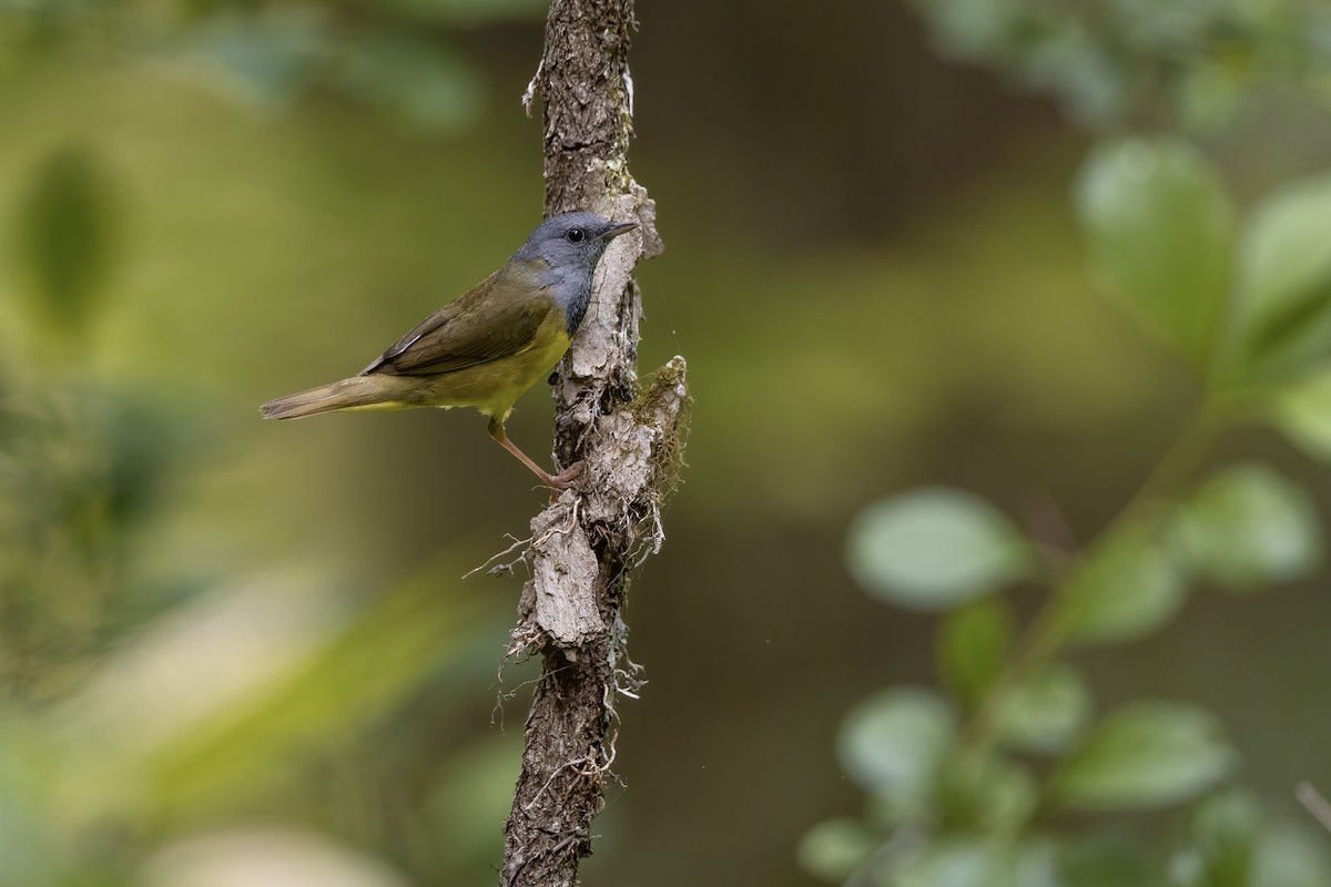 Mourning Warbler - ML610115671