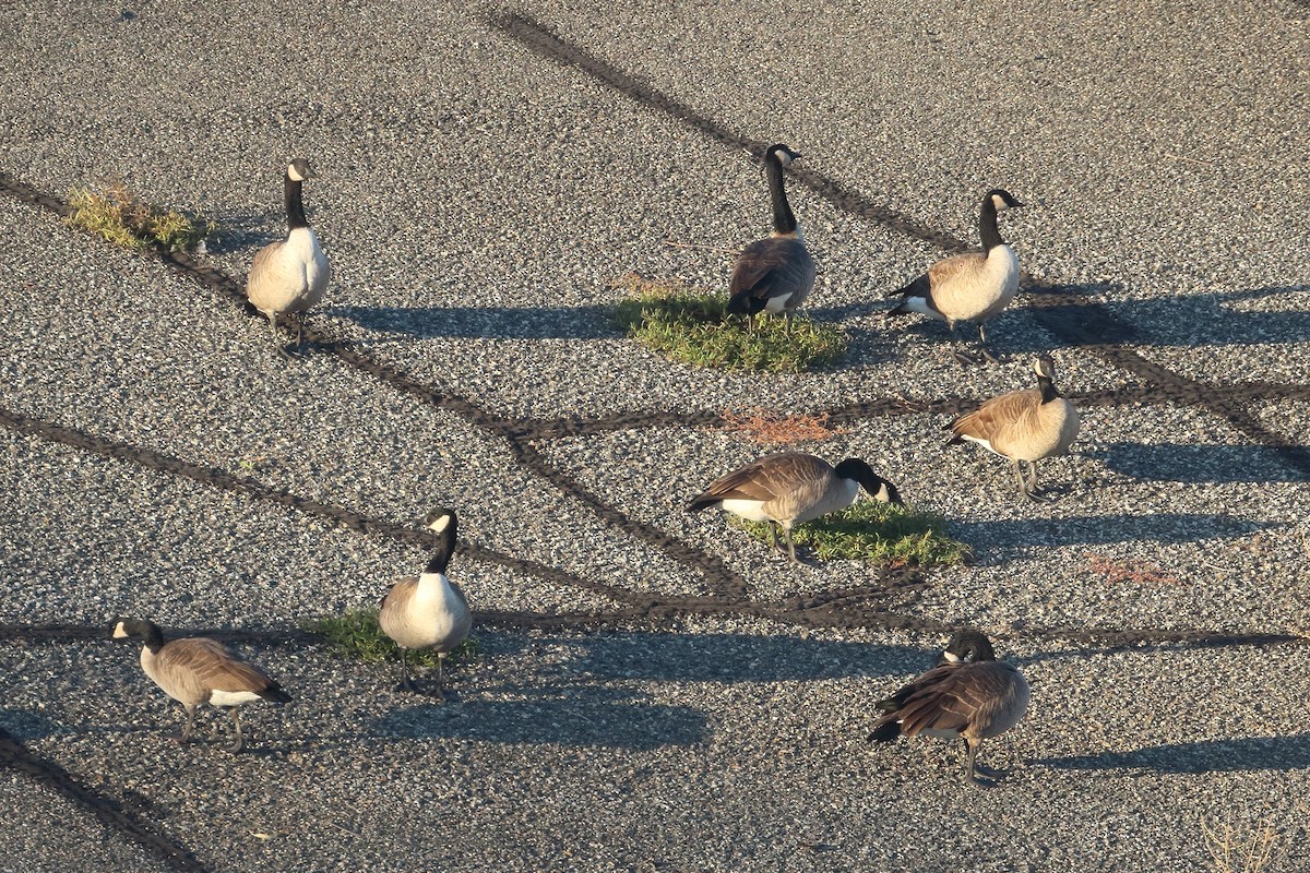 Canada Goose - Jeffrey Fenwick