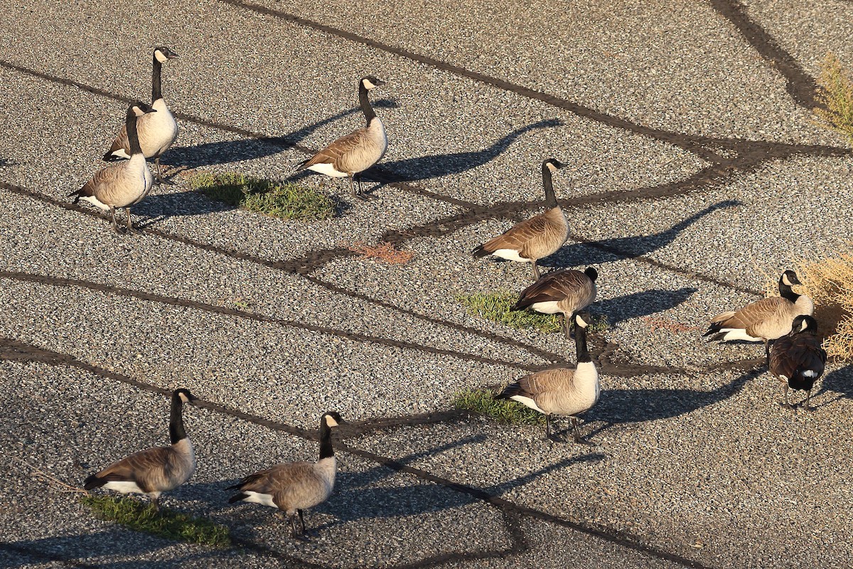 Canada Goose - Jeffrey Fenwick