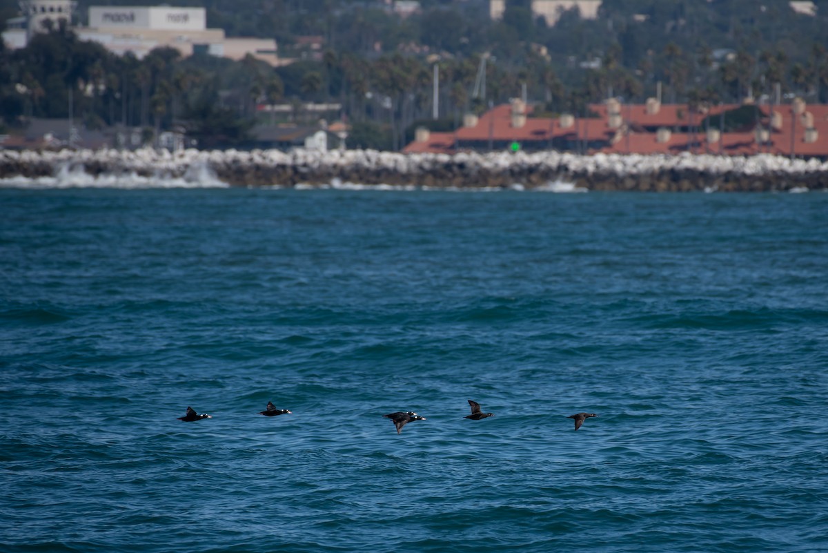 Surf Scoter - William Weaver