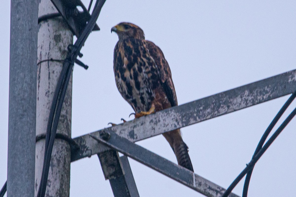 Harris's Hawk - ML610115891