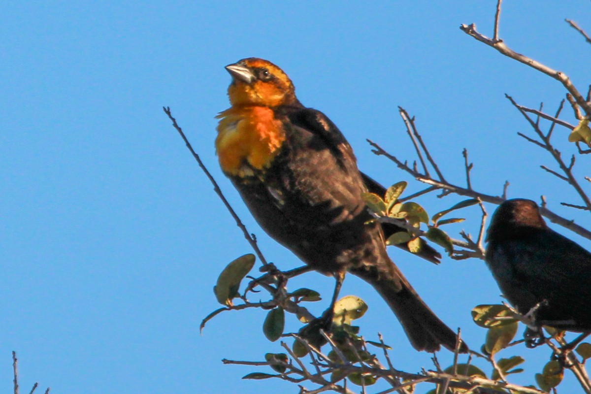 eBird Checklist - 18 Oct 2023 - 2001 Spring Shower Circle, Kissimmee ...